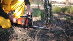 How Our Tree Care Process Works  in  Tularosa, NM