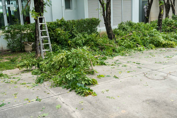 Best Emergency Tree Removal  in Tularosa, NM