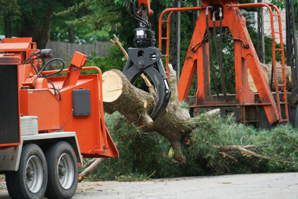 Best Commercial Tree Services  in Tularosa, NM
