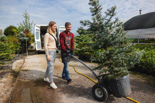 Best Lawn Renovation and Restoration  in Tularosa, NM